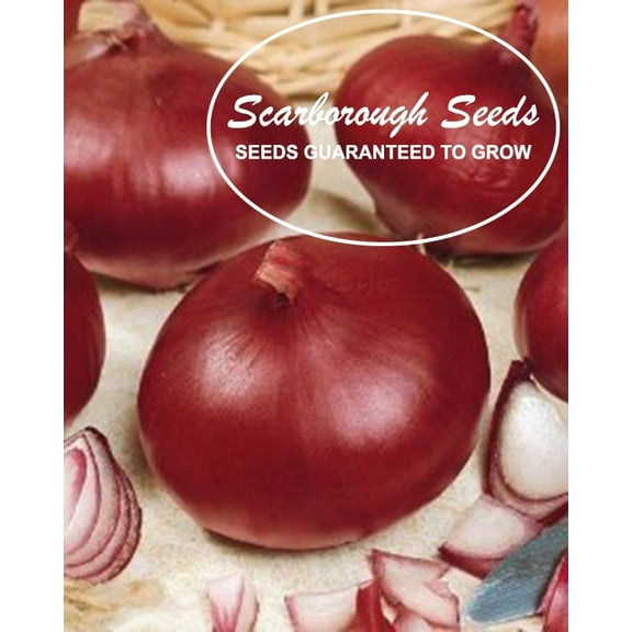 SCARBOROUGH SEEDS Onion, Red Burgundy 300 Seeds Non-GMO | Heirloom | USA