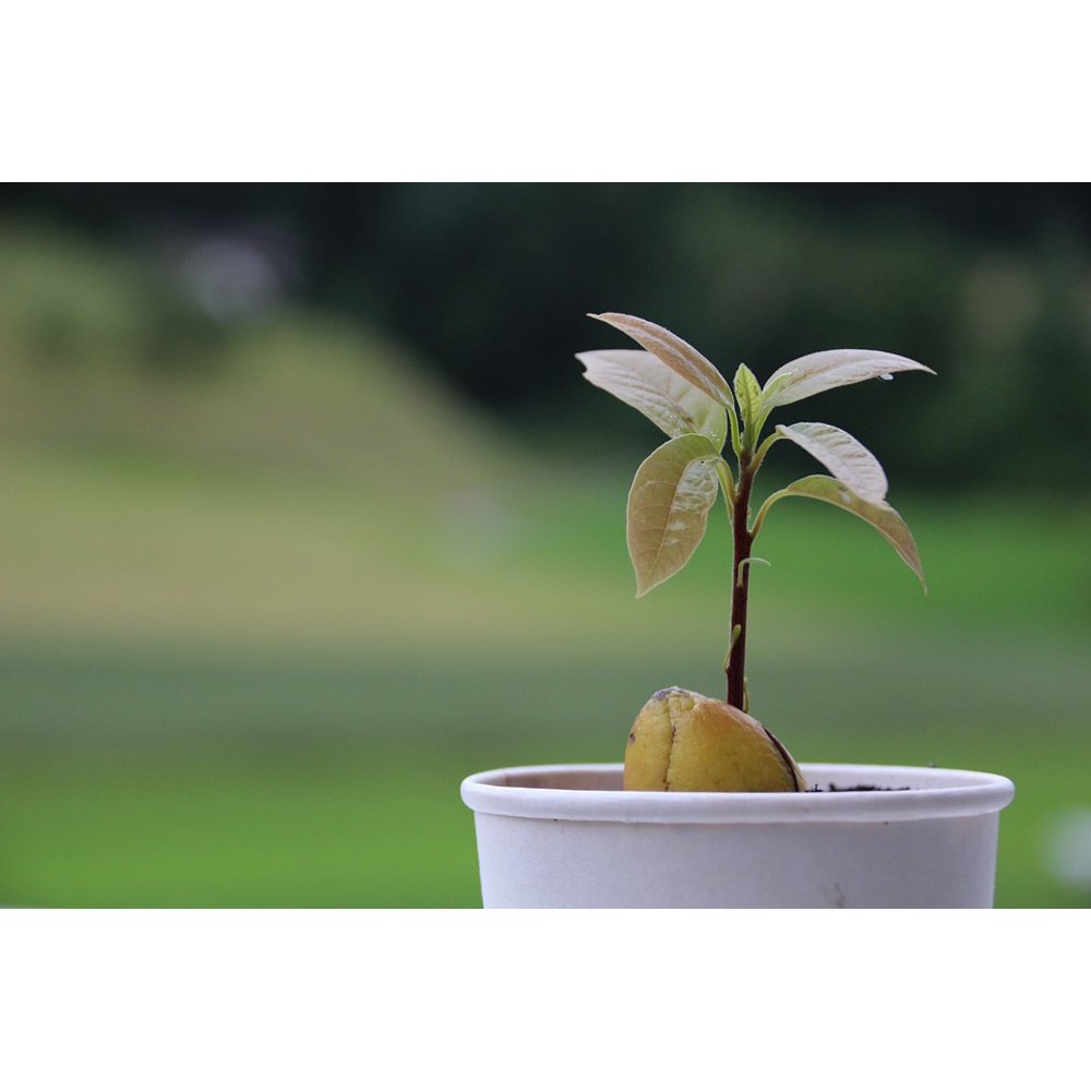 Garden Pot Tree Seed Growing Plant Avocado20 Inch By 30