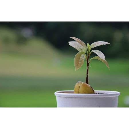 LAMINATED POSTER Garden Pot Tree Seed Growing Plant Avocado Poster Print 24 x (Best Way To Grow Avocado Seed)