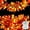 Orange Leaves, variant on 20 LED Halloween String Lights Battery Operated with Black Maple Leaves 6.5 ft Halloween Garland Decor for Yard, Porch, Table, Wall, Party, Indoor and Outdoor Decorations