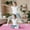 Pink, variant on Topcobe 6 x 2 FT Tri-Fold Gym Mat with Handles and Removable Zippered Cover, Easy to Clean Gym Mat, Gymnastics Equipment for Activity Play, Blue