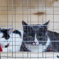 thumbnail image 2 of WORGEOUS 4pcs ensamble la jaula de perros sábanas de juegos de mascotas Peet Playpen Iron Fence Nets (negro), 2 of 8
