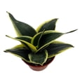 thumbnail image 4 of Black Star Birdsnest Snake Plant - Sanseveria - 3.7" Pot, 4 of 4