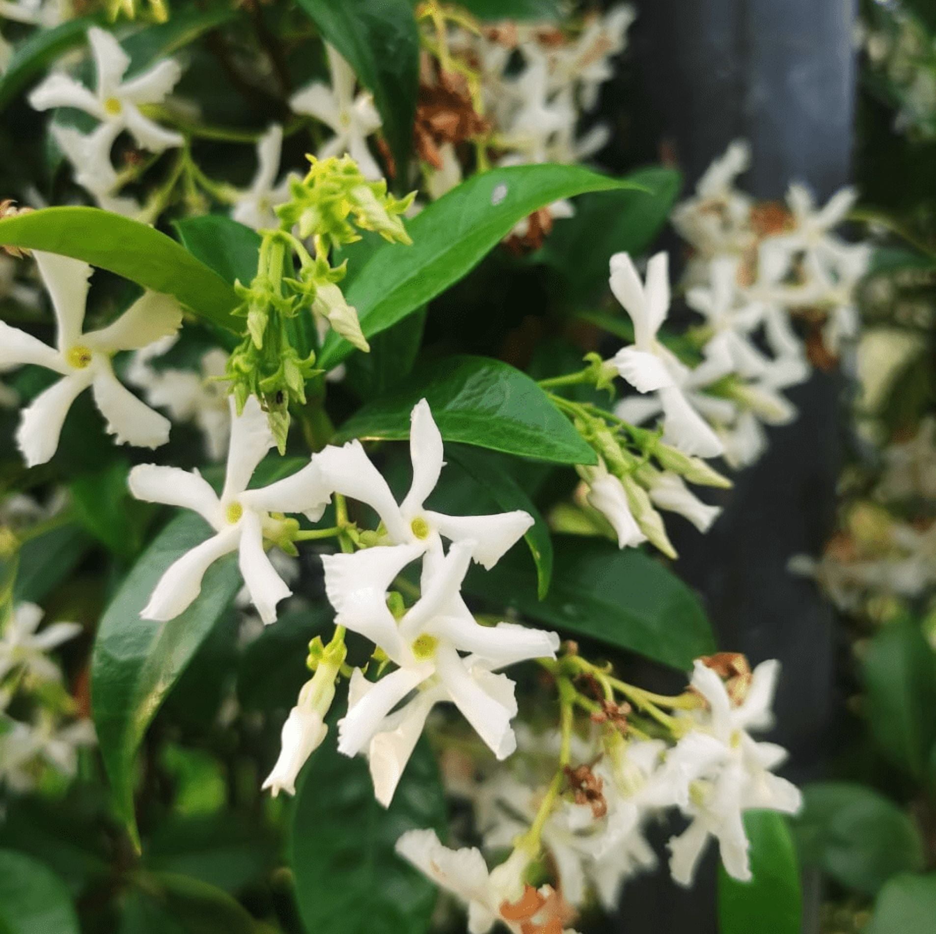 Confederate Star Jasmine Plant Live for Planting, Fragrant White Jasmine Flowering Vine for Indoor Outdoor Growing, 4-6 Inch Tall