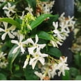 thumbnail image 5 of Confederate Star Jasmine Plant Live for Planting, Fragrant White Jasmine Flowering Vine for Indoor Outdoor Growing, 4-6 Inch Tall, 5 of 9