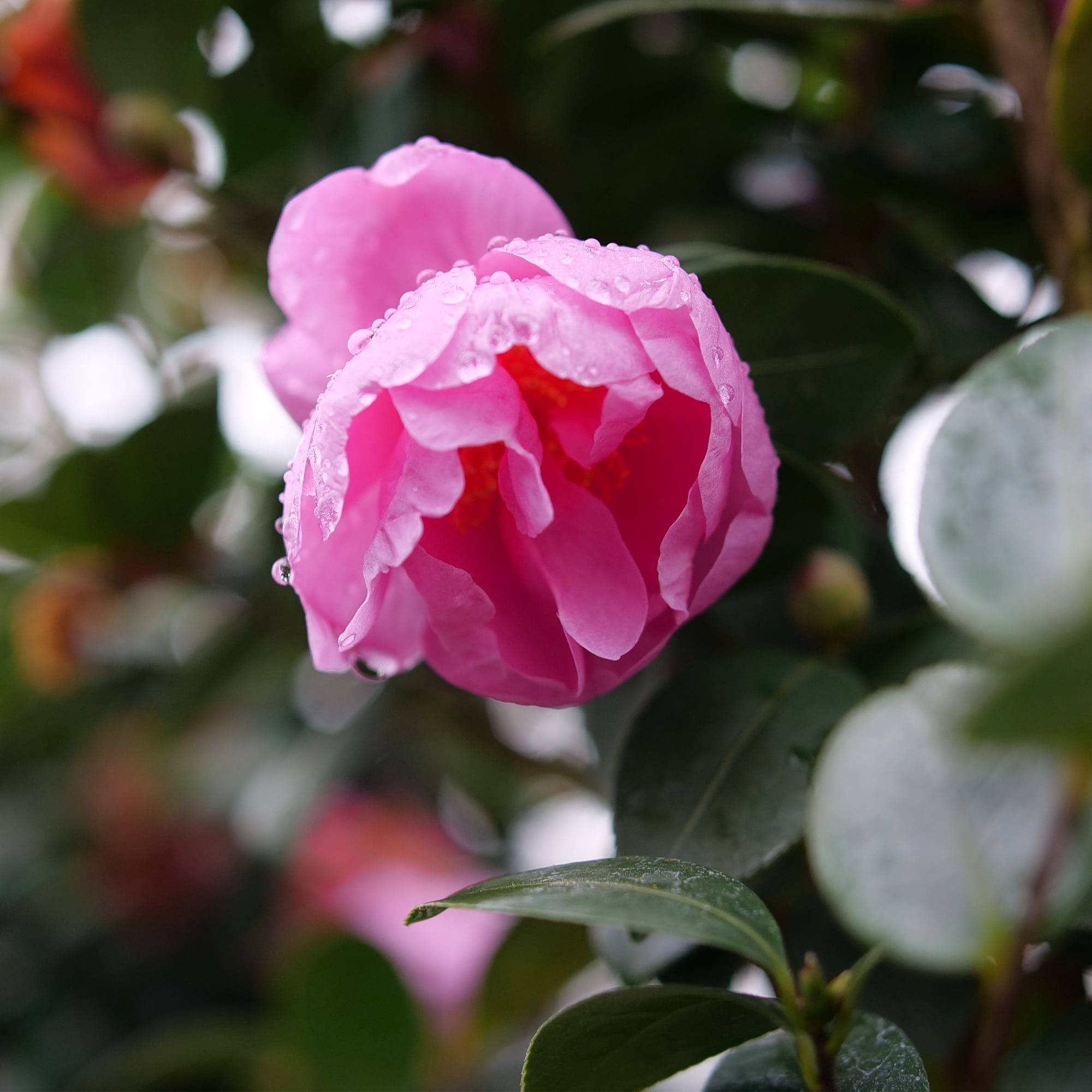 Proven Winners ColorChoice Just Chill Double Mauve Camellia Live Shrub (1 Gallon)