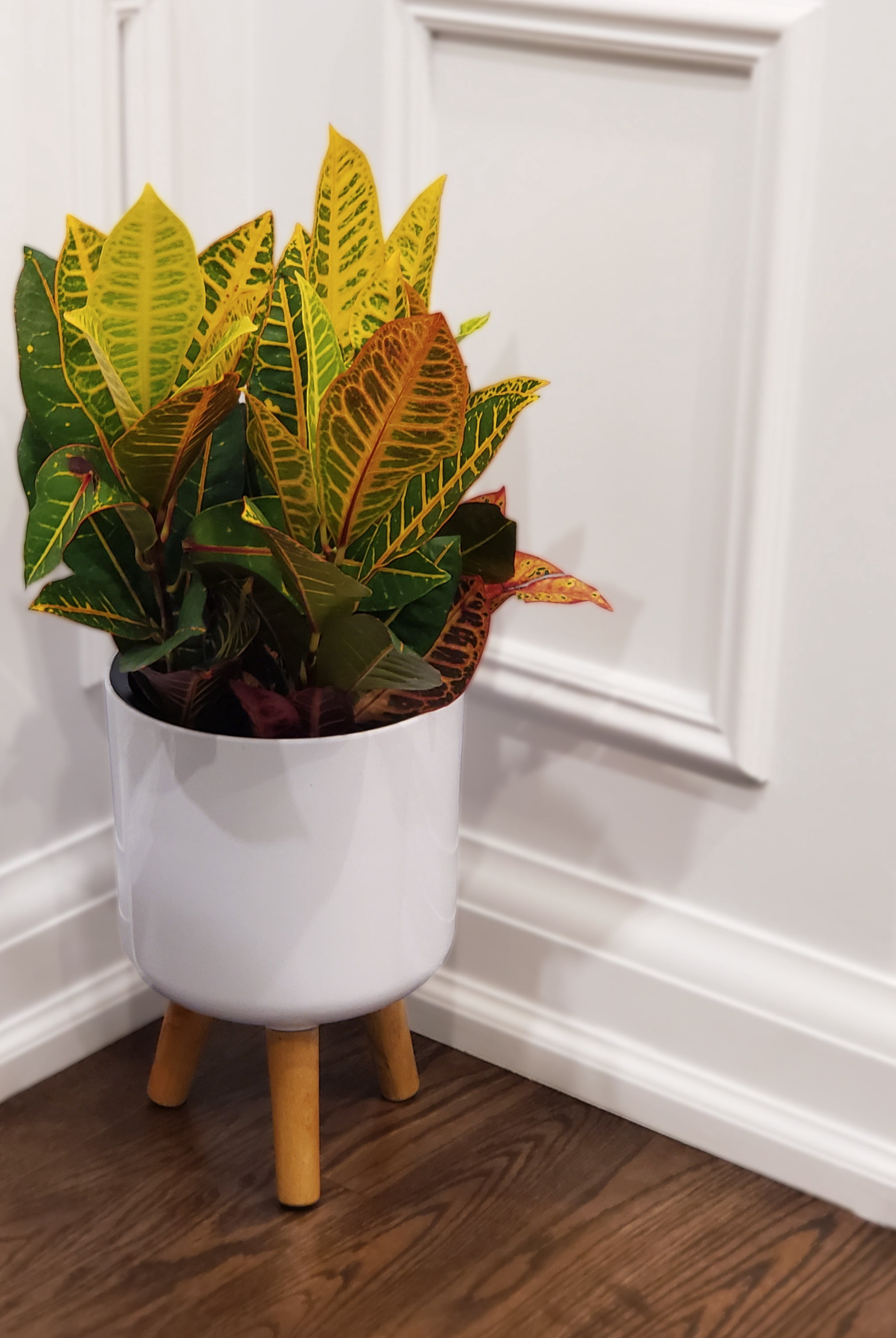 Algreen Modena 8.5" Self-Watering Planter with Stand, Gloss White