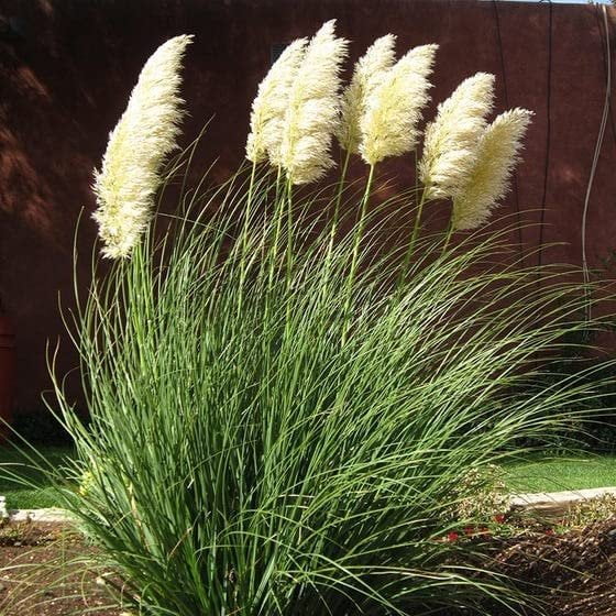 Dwarf Pampas Grass  3 Live Plants  Cortaderia Selloana Pumila  Compact Low Maintenance Drought Tolerant Ornamental Grass