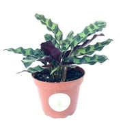 Rattlesnake Air Purifying Houseplants Calathea Lancifolia