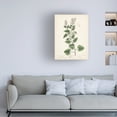 thumbnail image 3 of Unknown 'Antique Herbs III' Canvas Art, 3 of 3