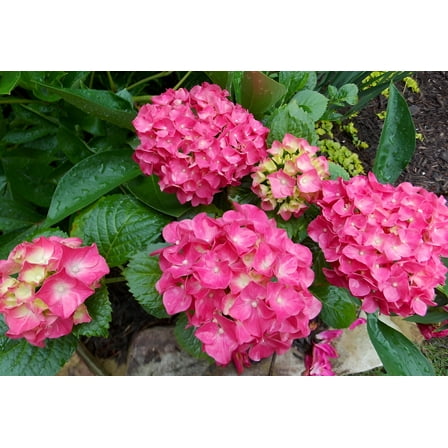 Glowing Embers Pink Mophead Hydrangea - Live Plant ( 1 QT )