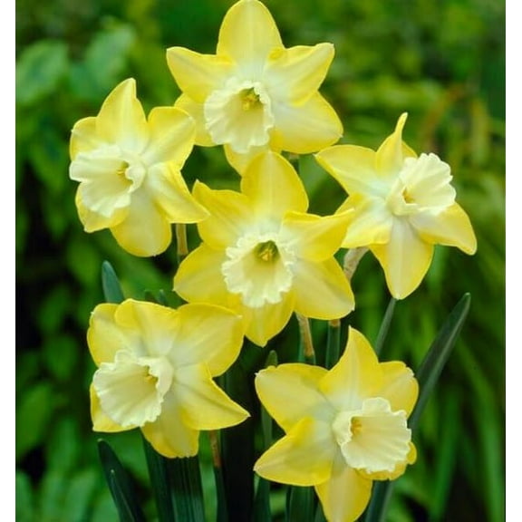 10 Hillstar Miniature Daffodil Bulbs for Planting Stunning Color and Blooms 10 Bulbs