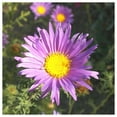 thumbnail image 2 of Everwilde Farms - 1/4 lb Prairie Aster Native Wildflower Seeds - Gold Vault Bulk Seed Packet, 2 of 4