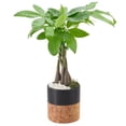 thumbnail image 2 of Arcadia Garden Products Live Money Tree in 4.5" Cork Pot Round, Black, 2 of 4