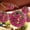Pink, variant on Taicans Solar Flower Ball Light – Outdoor Waterproof Hanging LED Solar Lantern,Auto Dusk-to-Dawn Garden Decor for Patio Yard Porch,Firefly Sphere Ornament for Outdoor Ambiance
