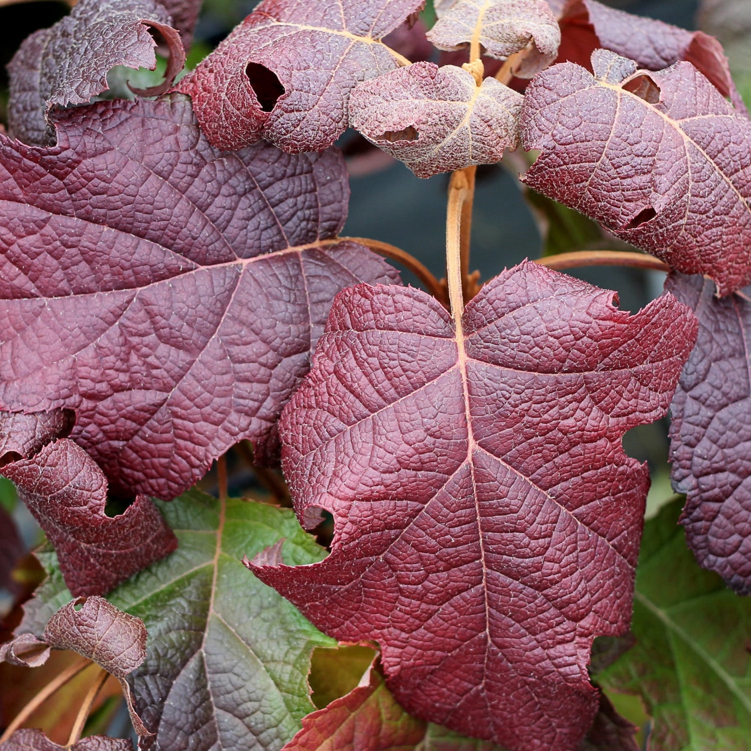 Proven Winners ColorChoice 5" Multicolor Gatsby Moon Oakleaf Hydrangea Live Plant in 4.5" Pot (4 Count)