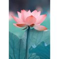 thumbnail image 1 of Perceuse Diamant Peinture (DE4173) 5D DIY Plein Lotus Broderie Mosaïque Kit Décoration Murale 30x40cm Hugtrwg Para estrenar, 1 of 1