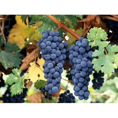 Napa Valley Cabernet - Cabernet Sauvignon Grapes, Napa Valley, California Print Wall Art By Karen Muschenetz