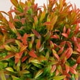 thumbnail image 4 of 6in. Artificial Grass Plant in Black Pot - Set of 2, 4 of 8
