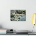thumbnail image 3 of Water Dragon Couple Water Dragon Couple Print Animal Wall Art Wildlife Canvas Prints Wall Art Ready to Hang Unframed, 3 of 18