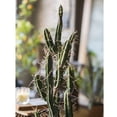 thumbnail image 5 of Artificial Plant Chihuahua Desert Cactus, 5 of 7