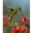 thumbnail image 2 of Fitzharris, Tim 12x14 White Modern Wood Framed Museum Art Print Titled - Sword-Billed Hummingbird, 2 of 4