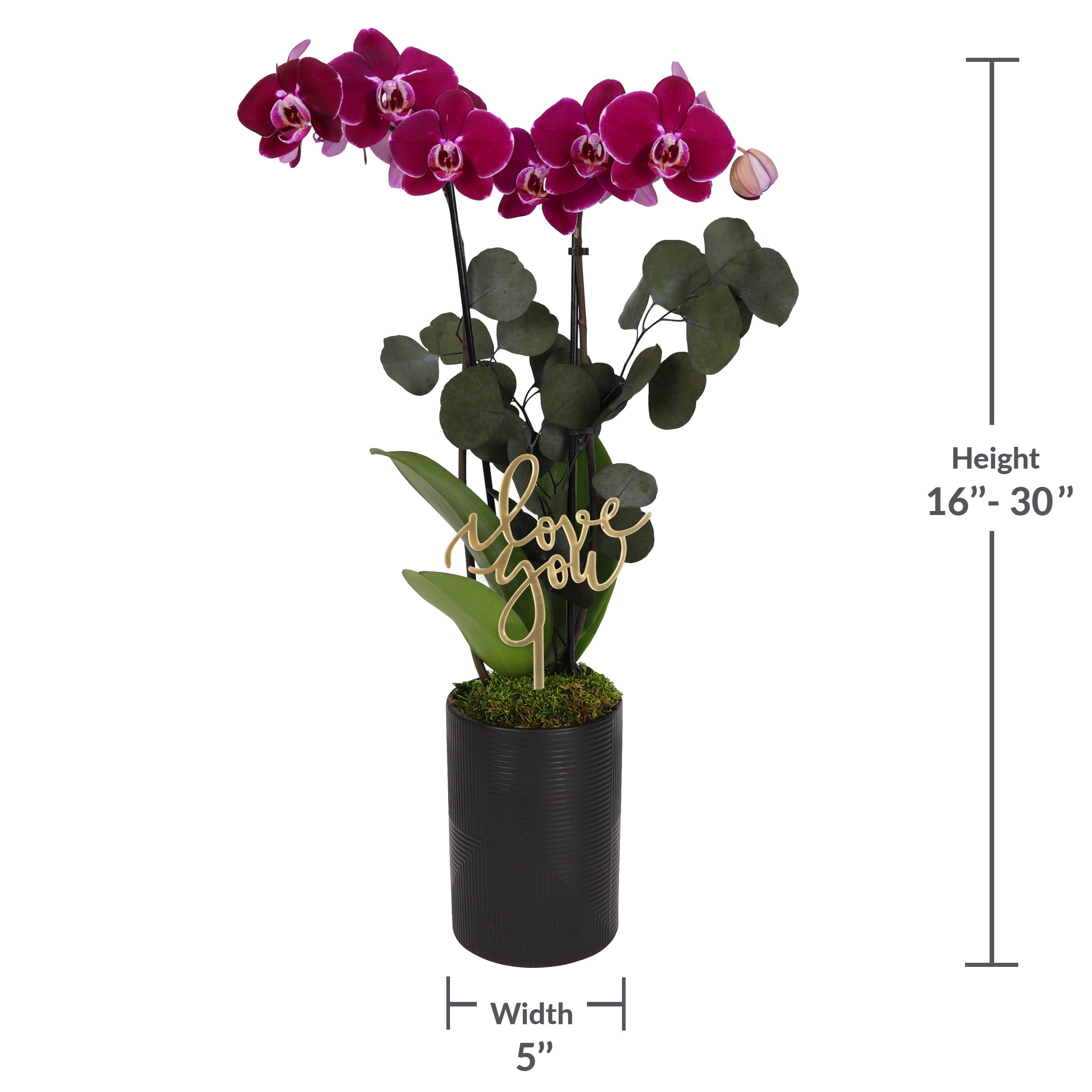5” Dark Purple Orchid Garden in Black Rockefeller Pottery with Preserved Green Stems – Love You Collection