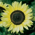 thumbnail image 2 of 1,000+ Sunflower Seeds for Planting - Jumbo Mix Pack - 15+ Varieties - (Helianthus annuus) - Non-GMO Seeds, 2 of 5