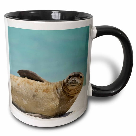 3drose, Nw Hawaiian Islands, Midway Atoll, Monk Seal - Us12 Rja0058 - Rebecca Jackrel, 11oz Two-tone Black Mug