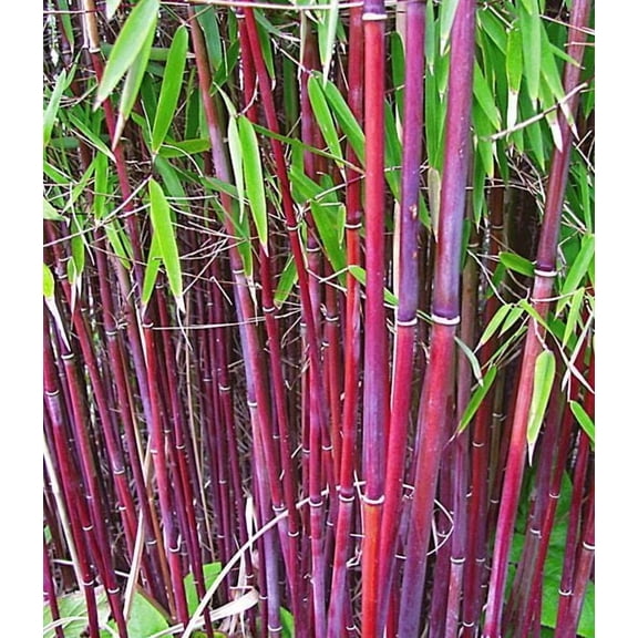 50 Siergras Bamboo Seeds