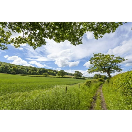 A Beautiful Day Along the Chiltern Walk, the Chilterns, Buckinghamshire, England Print Wall Art By Charlie