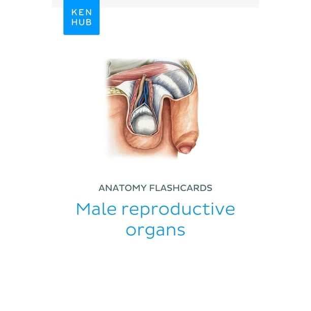 Anatomy Flashcards Male Reproductive Organs Ebook Walmart Com