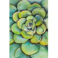 thumbnail image 3 of Plante Succulente Aquarelle - Toile 24"x36 Pouces - Impression à la Demande, 3 of 5