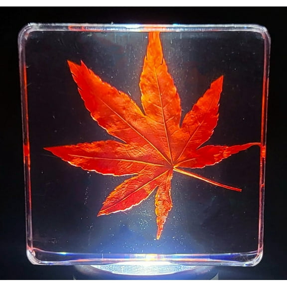 Red Japanese Maple Leaf w/ Golden Tint Under Light Encased in 38mm Crystal Clear Lucite Resin Specimen Dried Pressed Botanist Herb Herbarium Crafts Collection Botany Science Education Ornament Display