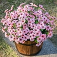 thumbnail image 2 of JASGARDE Artificial Flowers for Outdoors, Faux Flower Daisy with Eucalyptus Leaves, UV Resistant Waterproof No Fade Faux Flower for Front Door Porch Patio Planter Garden Decor, 12 Bundles (Pink), 2 of 5