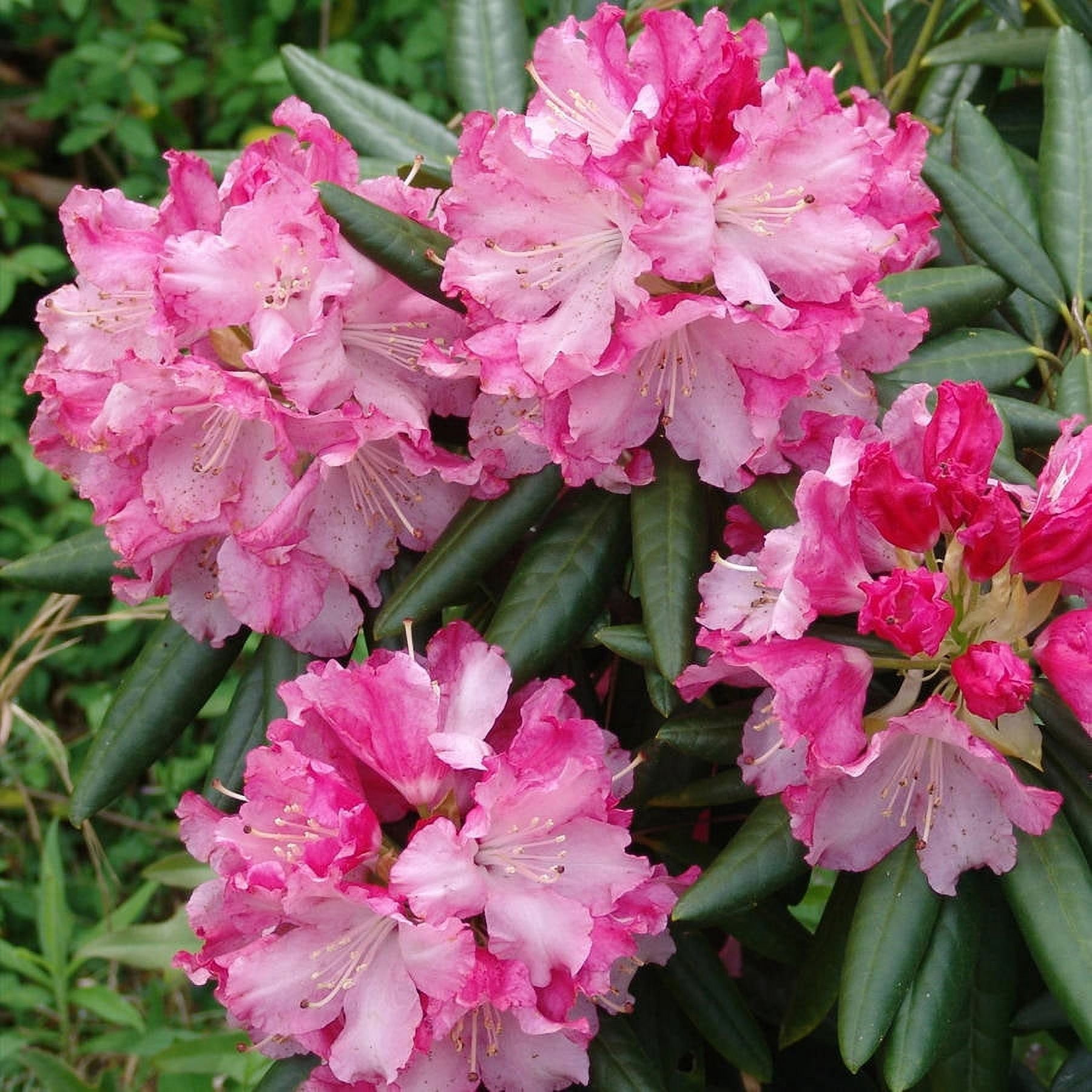 Southern Living Southgate Brandi Rhododendron Live Shrub in 2-Gallon Grower Pot