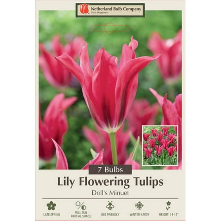Doll's Minuet Lily Flowering Tulip 7 Bulbs - 12/  cm Bulbs