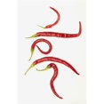 thumbnail image 1 of Posterazzi DPI1868958LARGE Cinq Poivrons Jalapeno Rouges Qui Ont Recourbé en Formes Uniques Affiche Imprimée, 24 x 38, 1 of 1