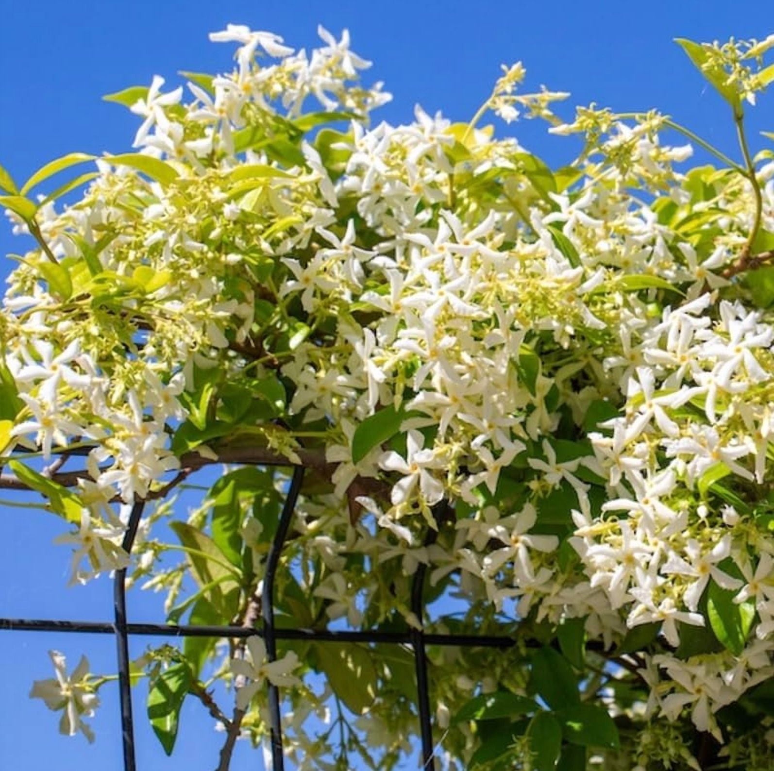 Confederate Star Jasmine Plant Live for Planting, Fragrant White Jasmine Flowering Vine for Indoor Outdoor Growing, 4-6 Inch Tall