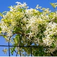 thumbnail image 3 of Confederate Star Jasmine Plant Live for Planting, Fragrant White Jasmine Flowering Vine for Indoor Outdoor Growing, 4-6 Inch Tall, 3 of 9