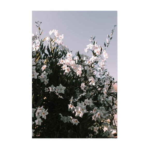 White Floral Potato Vine - Visalia California Photography Flowers Floral Nature Garden Botanical Scenic Unframed Wall Art Print 4 x 6 inches