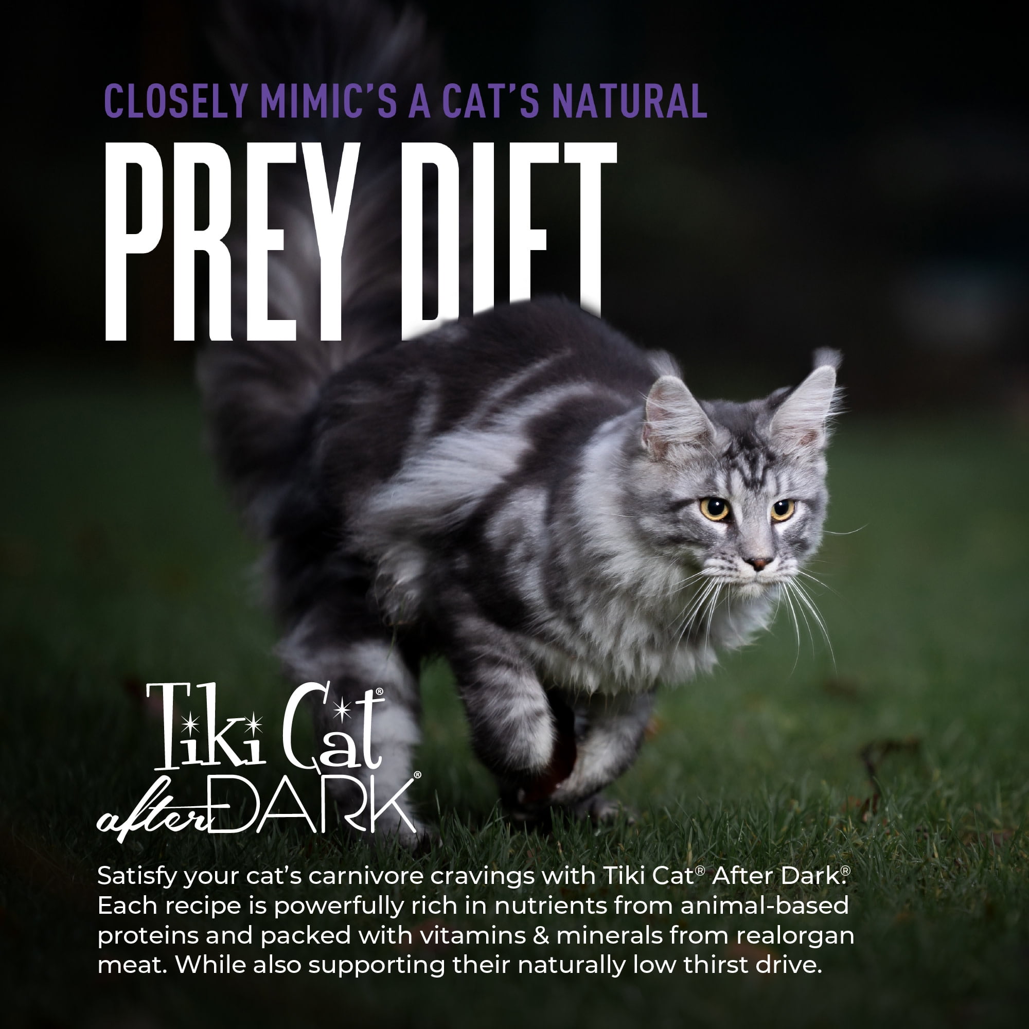 (12 pack) Tiki Cat After Dark Shreds Whole Foods Wet Cat Food, Chicken, Quail & Chicken Liver, 3 oz. Can