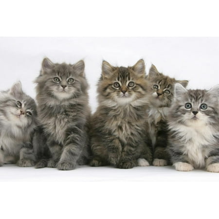 Five Maine Coon Kittens 8 Weeks Print Wall Art By Mark Taylor