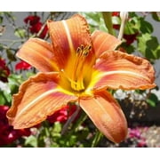 Classy Groundcovers, Daylily 'Orange', Tawny Daylily, Ditch Lily, Tiger Daylily (25 Bare Root plants)