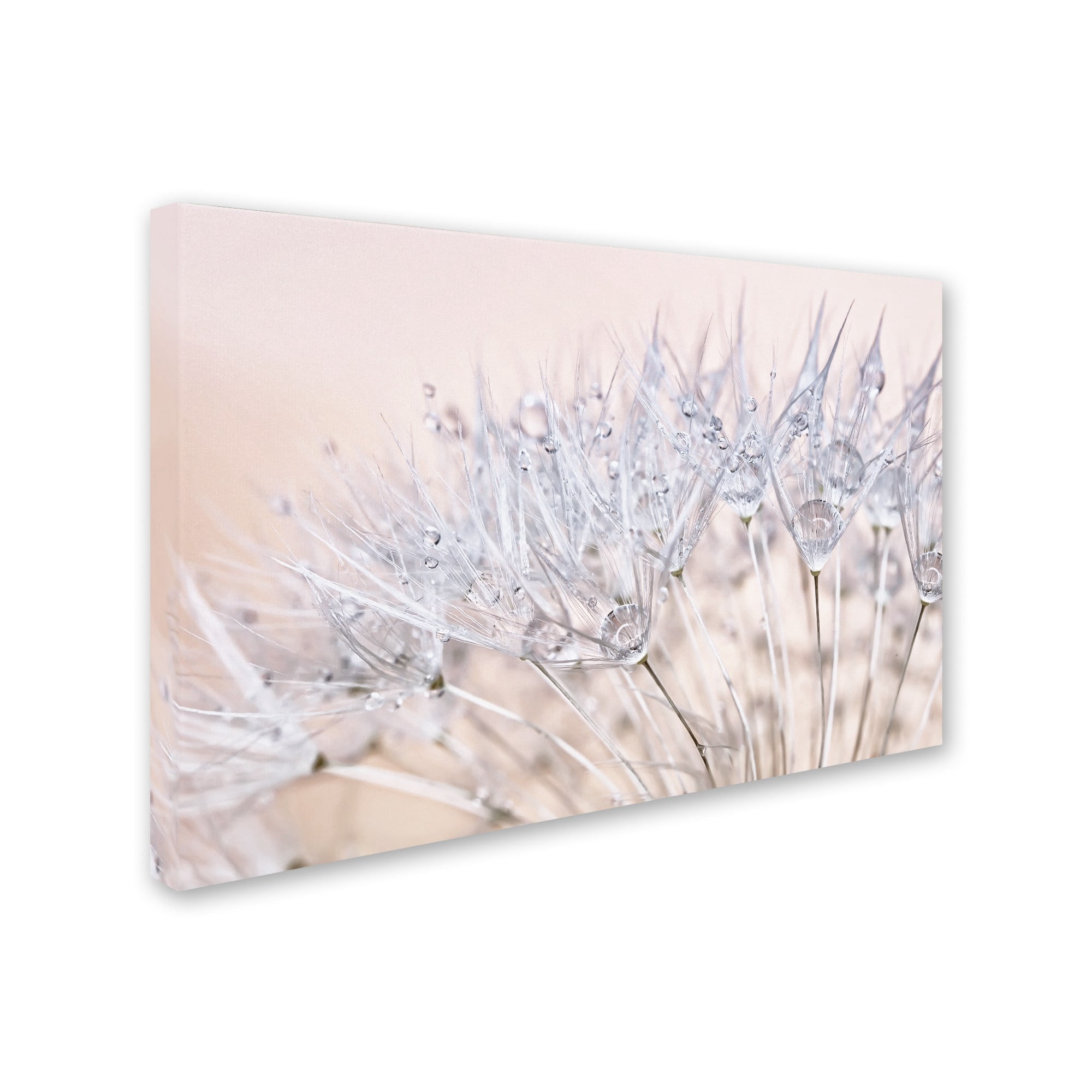 Trademark Fine Art 'Dandelion Dew II' Canvas Art by Cora Niele