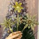 thumbnail image 5 of Adorno para árbol de Navidad con purpurina dorada y estrella hueca en 3D con copos de nieve, colgante para árbol de Navidad, decoración para el hogar, Año Nuevo, suministros para regalos de fiesta, 5 of 5