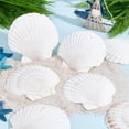 thumbnail image 5 of 10pcs 4.1~4.3" Large Scallop Shells Natural White Scallops White Sea Shells Natural Shell Beads Undrilled Baking Shells for Wedding Sea Beach Vase Filling Art Candle Home Decor, 5 of 6