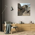 thumbnail image 3 of Dana Underdahl 28x28 Gallery Wrapped Canvas Wall Art Titled - Zebra Baby I, 3 of 4