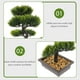 thumbnail image 2 of WORGEOUS Artificial Bonsai Pine Tree Faux Faux en maceta Display de escritorio de la planta, 2 of 7