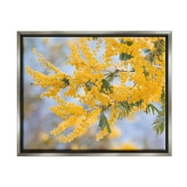 Yellow Mimosa Tree Flowers Nature Botanical & Floral Photograph Luster Gray Framed Art Print Wall Art